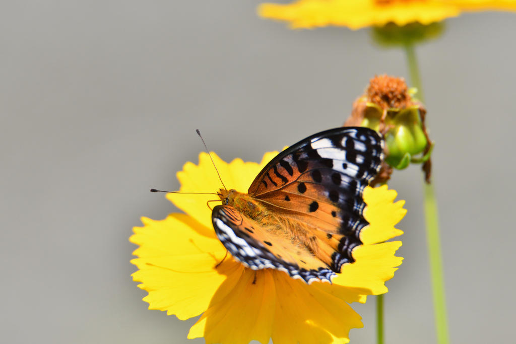 On the flower