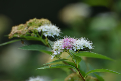 静かな花