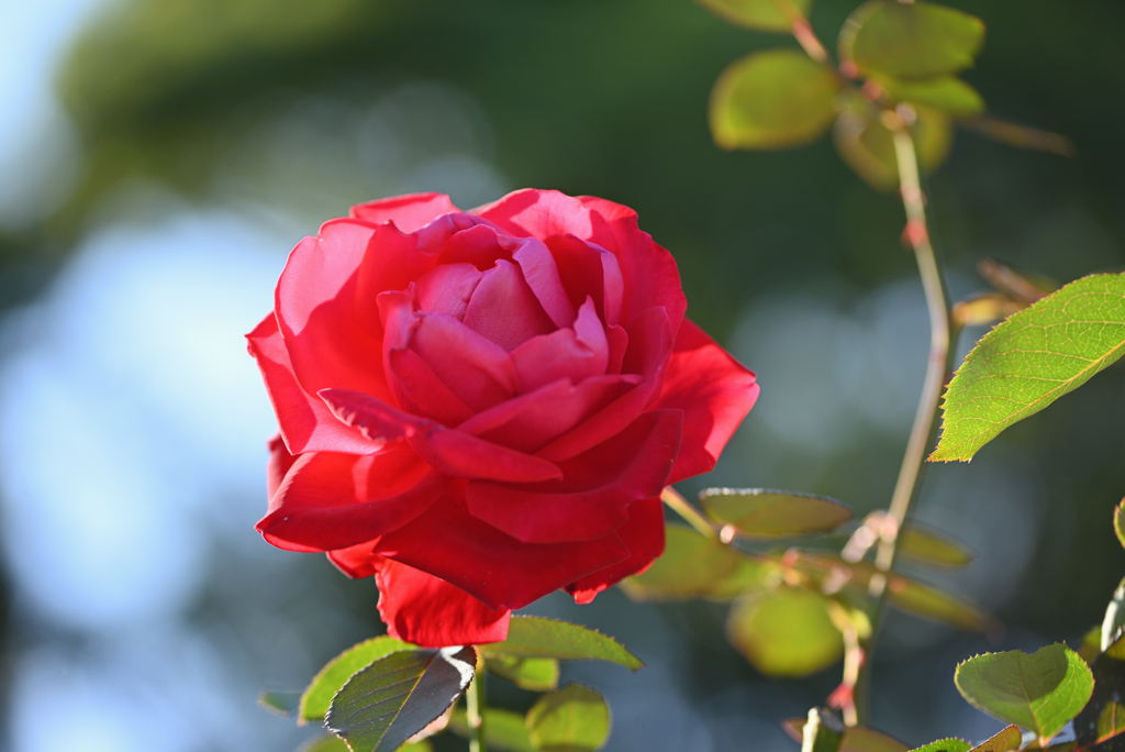 赤い薔薇