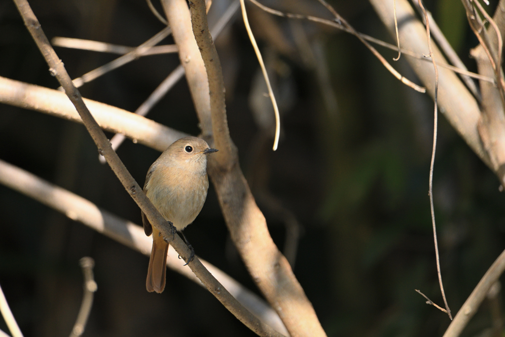 森の中で丸く輝く黒い瞳