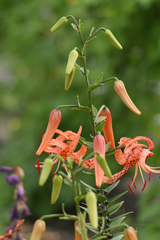鬼百合