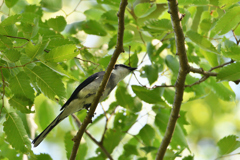 山椒食