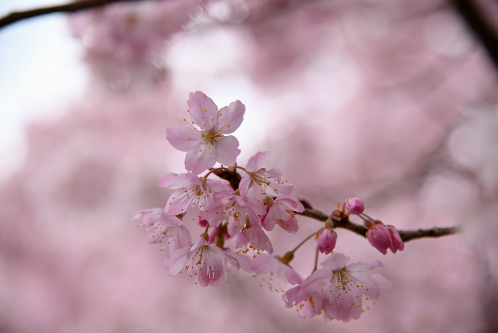 桜色の中で