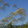 高台の芒はよく揺れる