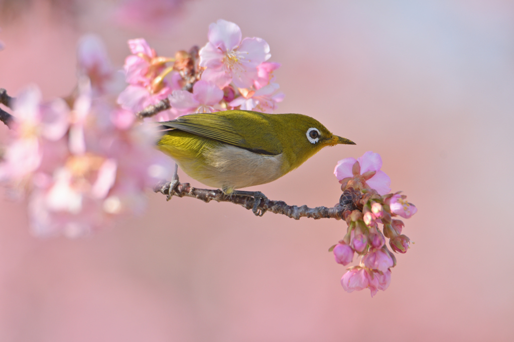 桜目白