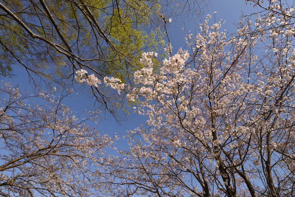 空は高く