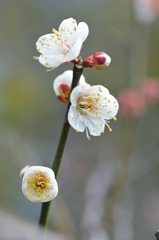 花かんざし
