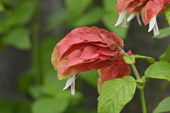 花が咲いてる