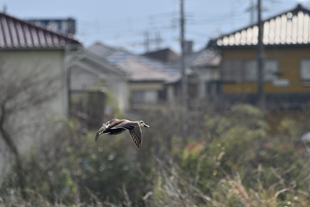 屋根