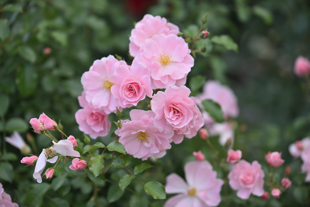 薔薇