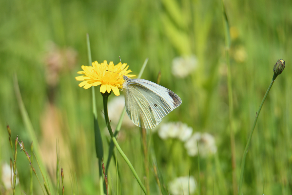 初夏の紋白蝶