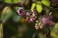 木通の花