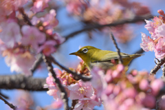 桜に囲まれて