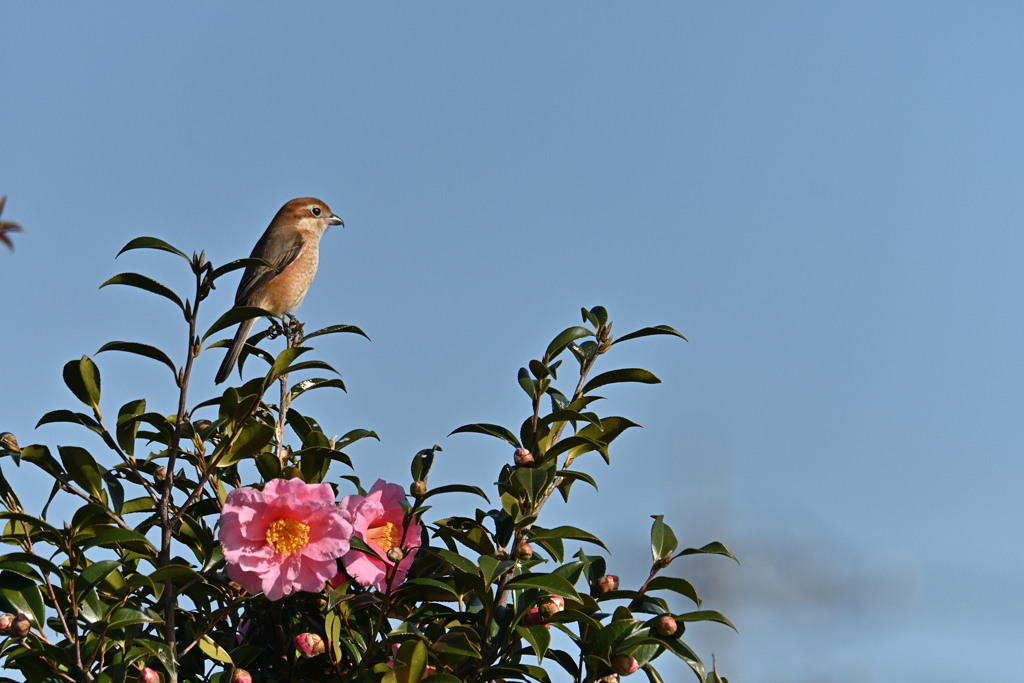 花と野鳥
