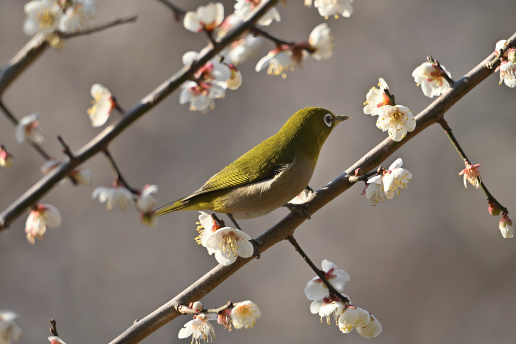 花のリズムに乗って