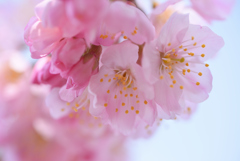 春めき桜-2