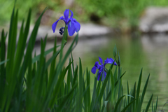 池の畔の青い花