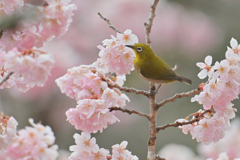 目白も春めき