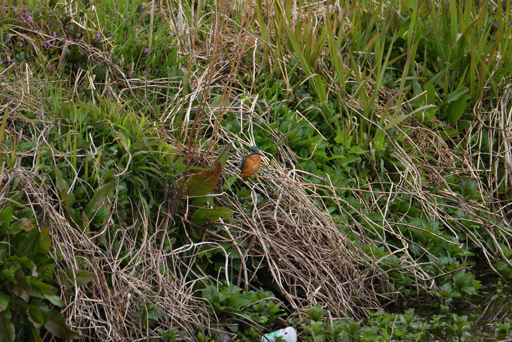 ちっさいですね～