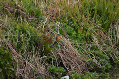 ちっさいですね～