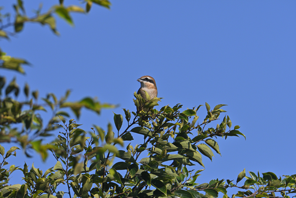 帰ってきた百舌鳥