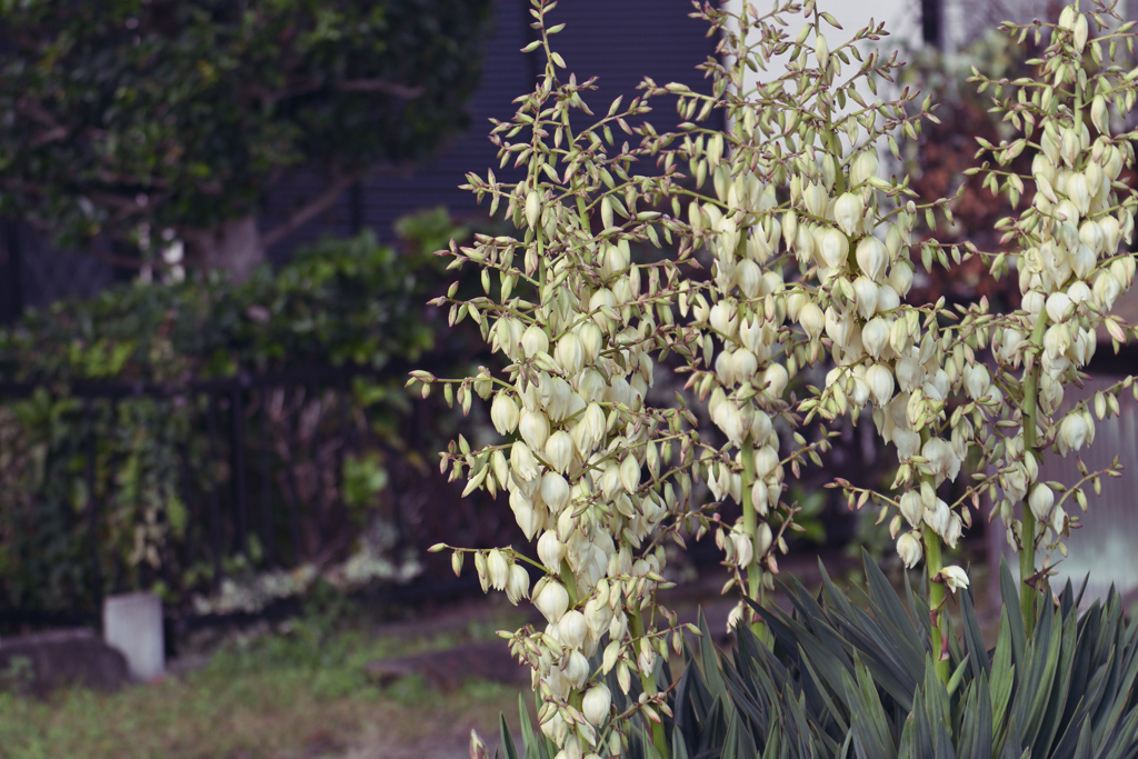 この時季にまた