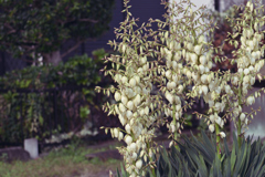 この時季にまた この時季にまた