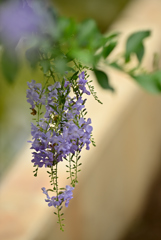 濡れた花の一滴