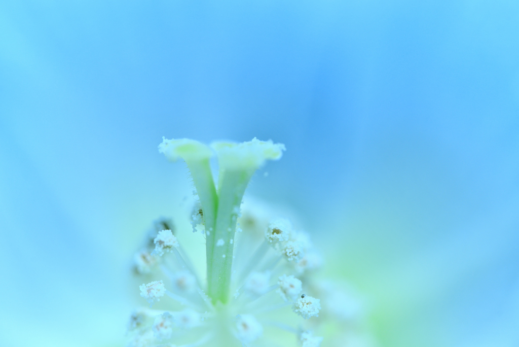 虫の眼