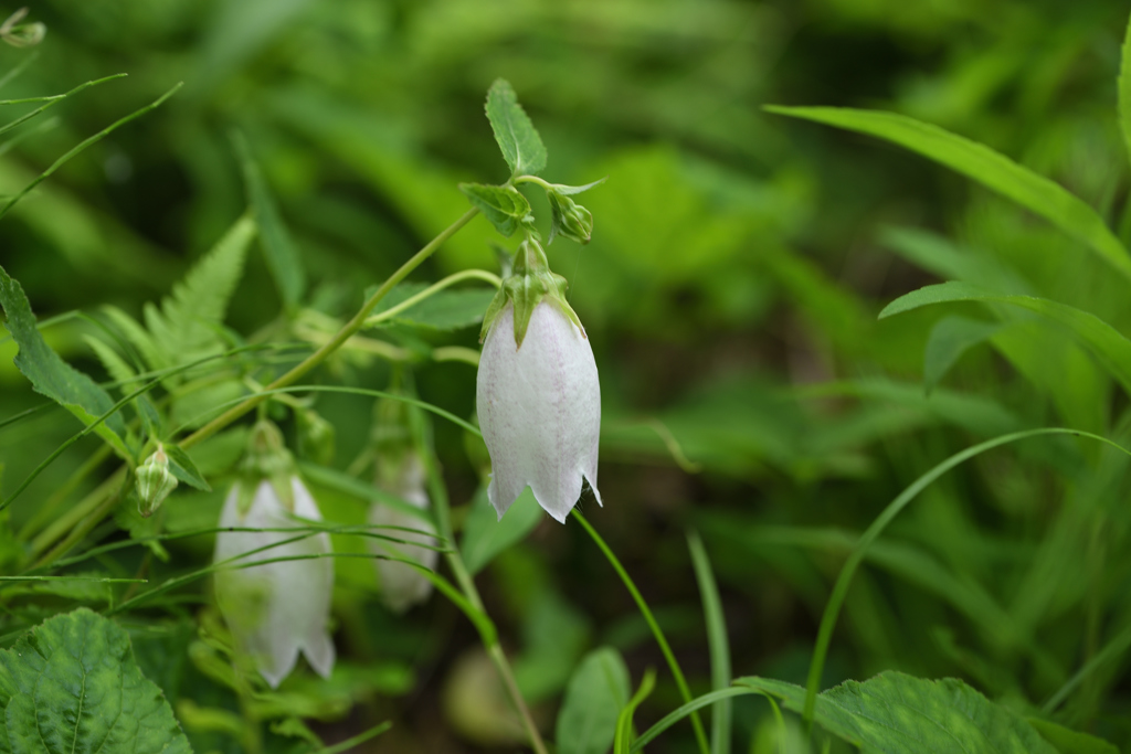 ヤマホタルブクロ