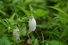 ヤマホタルブクロ