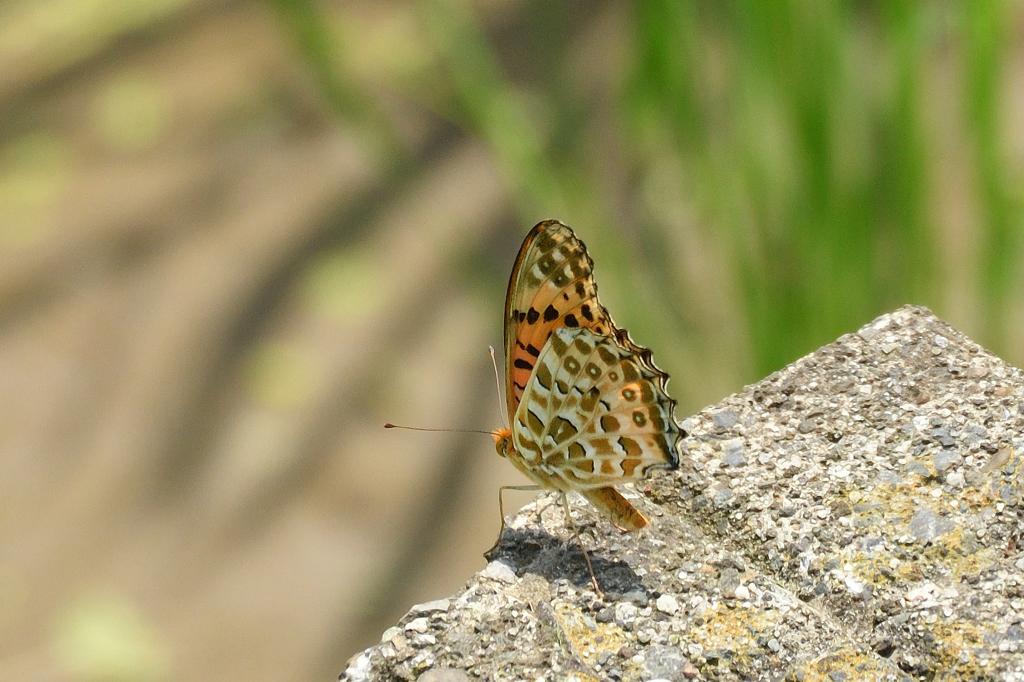 ツマグロヒョウモン