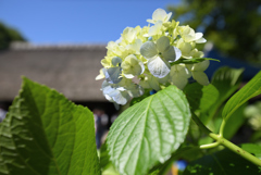 晴れ間の紫陽花