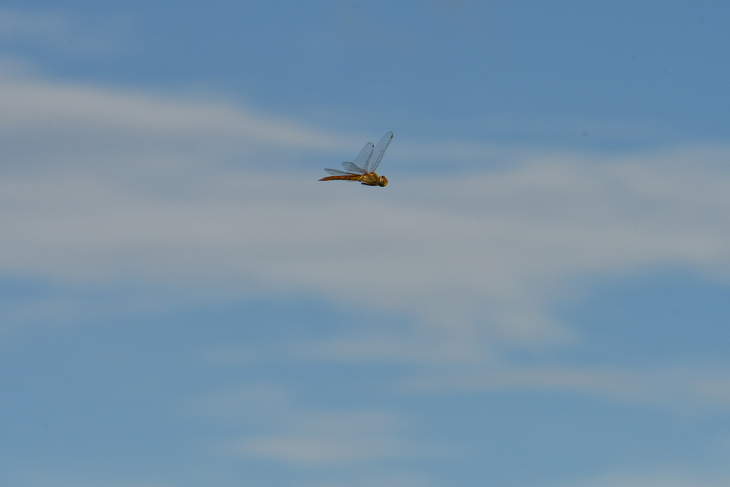 秋の空