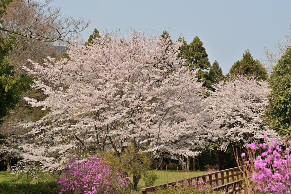 山の桜