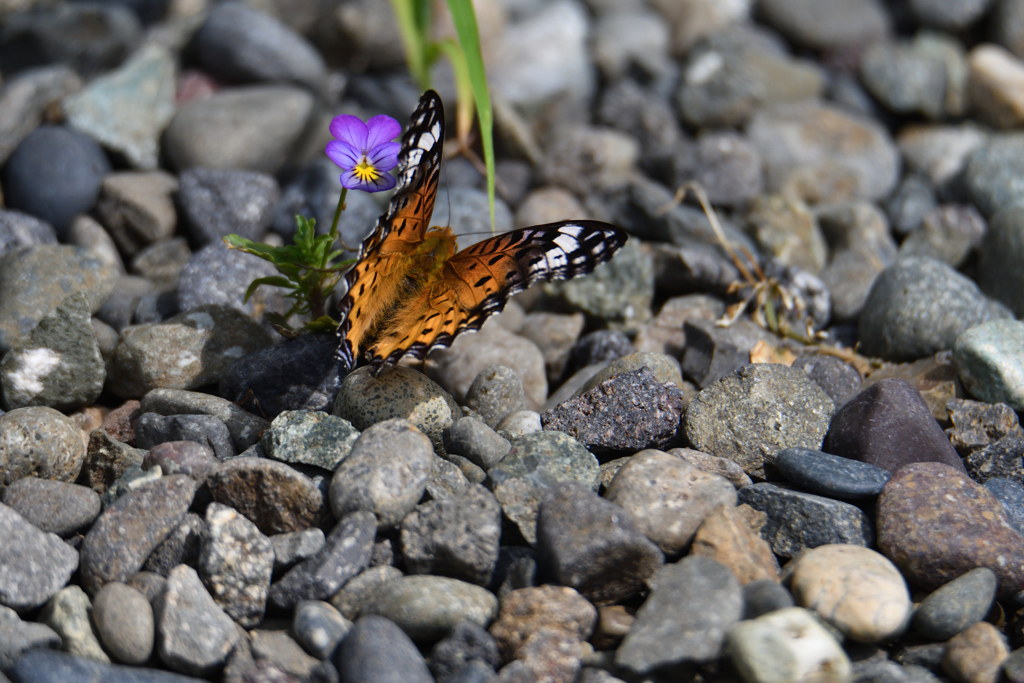 美しい訪問者-2