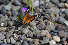 美しい訪問者-2