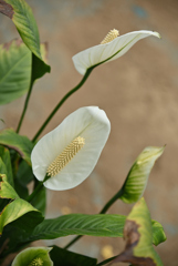 こんな花