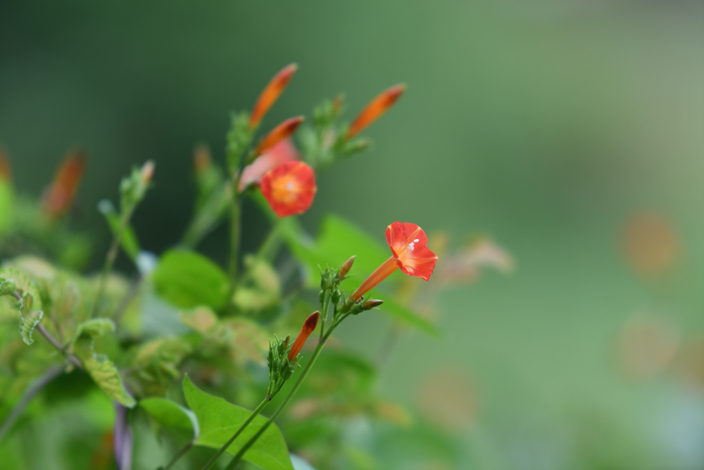 野草でもね_2018-⑯