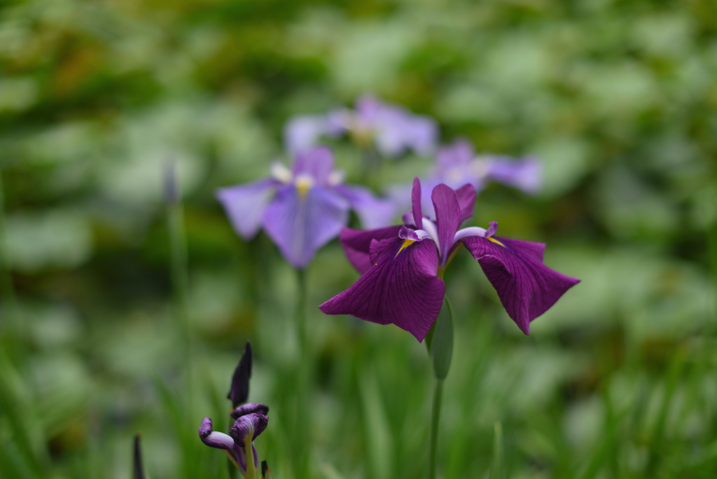 紫の花菖蒲