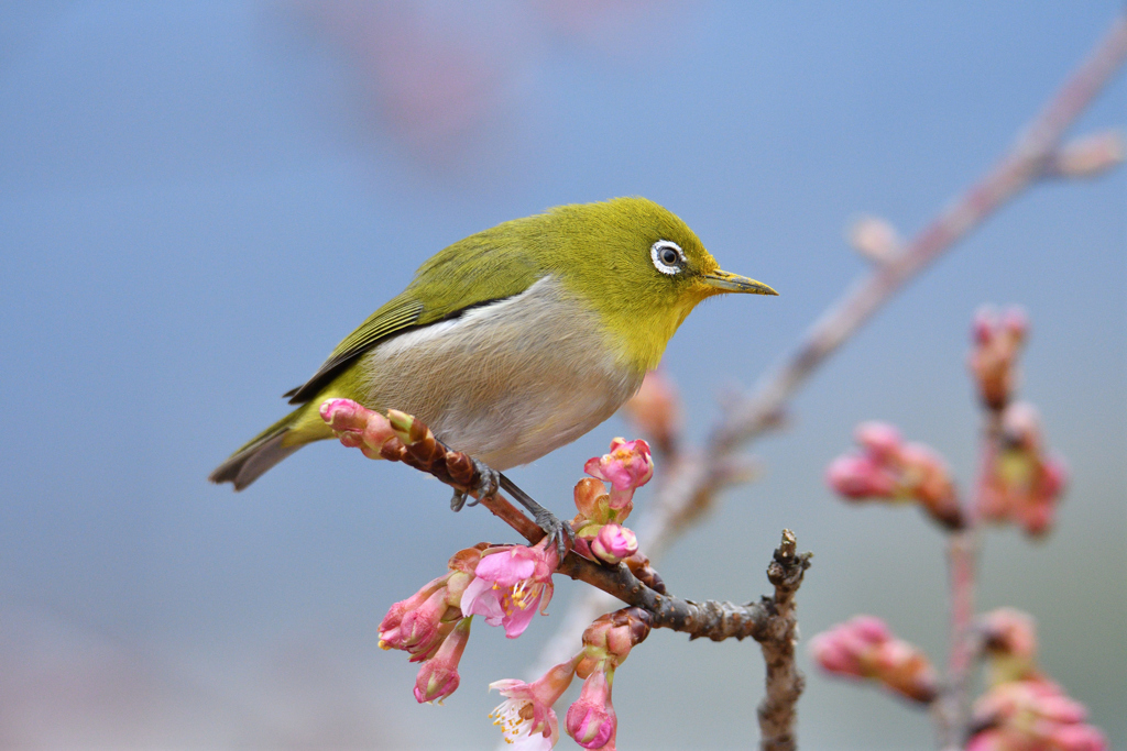 花と友達-4