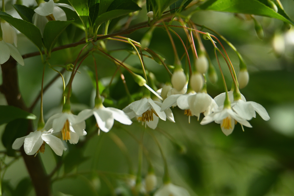 野茉莉