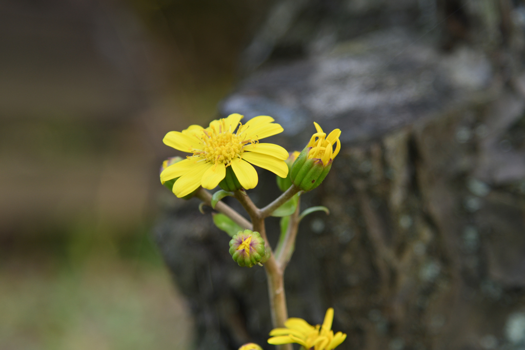 黄色の花咲く頃