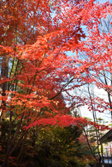 朝陽に踊る-1