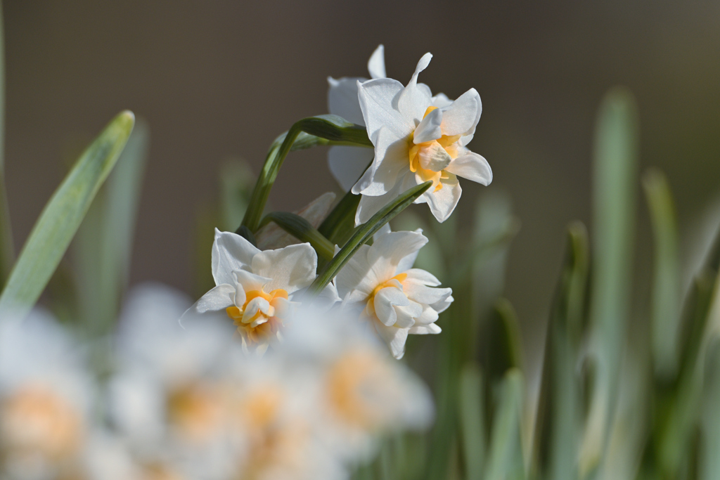 八重咲日本水仙