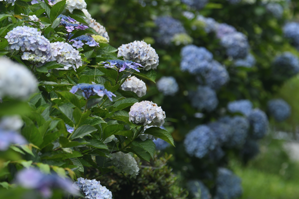 紫陽花
