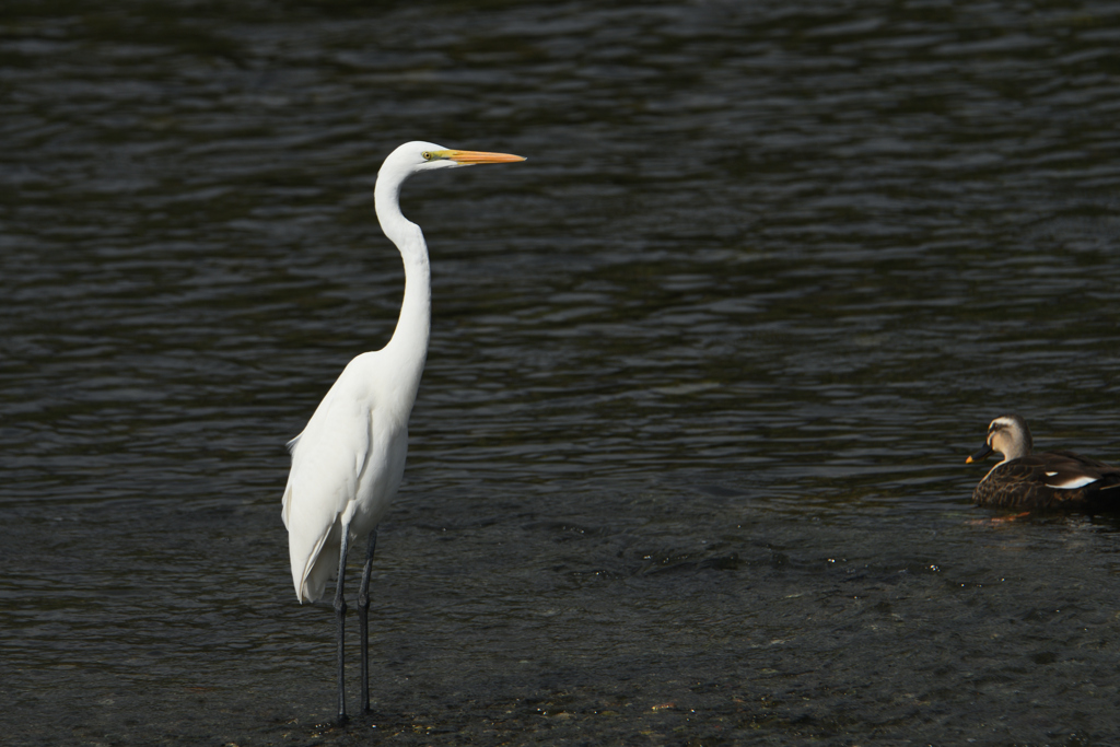 鷺と鴨