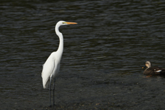 鷺と鴨