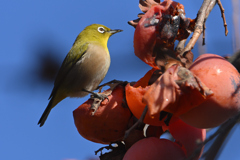 目白と柿
