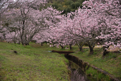桜の森